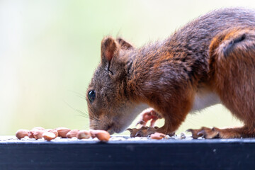 Red Squirrel Foraging for Peanuts in a Garden