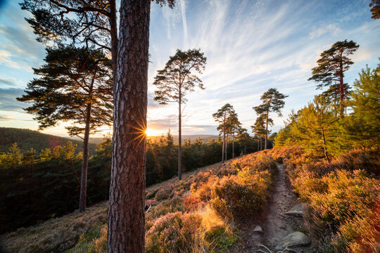 Bl&uuml;hendes Heidekraut am Schauerberg und Kaisergarten in Lambrecht zum Sonnenuntergang