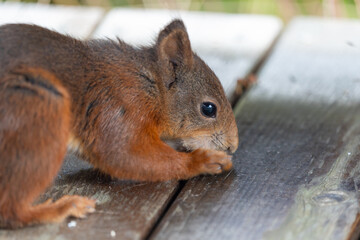 Curious Red Squirrel on Wood Surface, Close-up