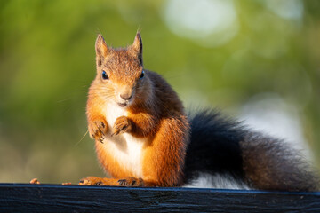 A Charming Red Squirrel Smiling for the Camera While Eating