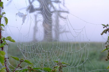 Pajęczyna z kroplami rosy na tle mgły i drzewa w naturalnym krajobrazie © FotoWave Dawid Nowak