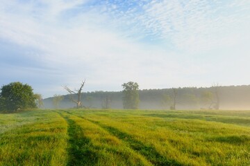 Poranna mgła nad zieloną łąką z śladami opon i drzewami w tle © FotoWave Dawid Nowak