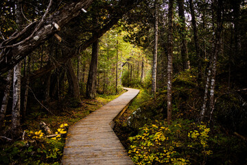 Serene wooden pathway winding through lush green forest in autumn hues at midday