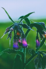 Kwiaty pokryte rosą na tle naturalnego otoczenia o poranku © FotoWave Dawid Nowak