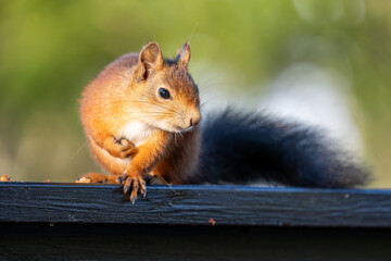 A Red Squirrel with a Bushy Tail Sitting on a Wooden Railing