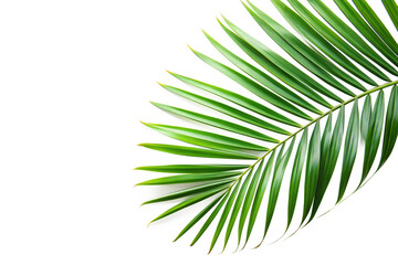 Tropical Palm Leaf Corner Frame on White Background