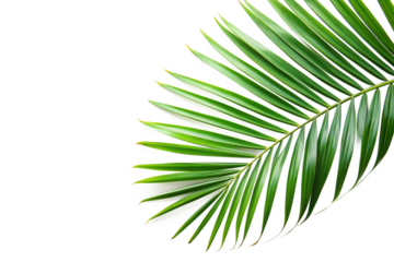 Tropical Palm Leaf Corner Frame on White Background