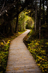 Scenic wooden walkway through a tranquil forest path during autumn foliage in a natural setting