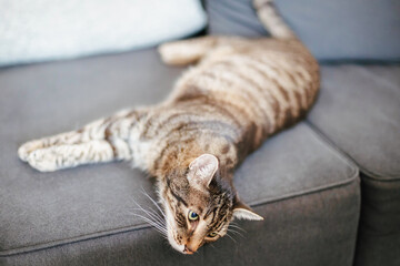 Relaxing cat at home tabby with green eyes elegant pet in a purple bow tie lounging on the sofa domestic feline portrait stylish cozy interior