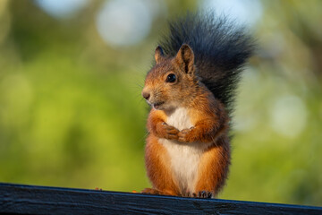 Red squirrel in a contemplative pose, on a wooden railing