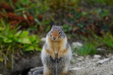 Ground Squirrel
