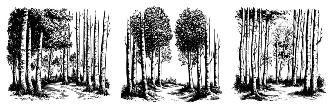 Forest Tree Border Set Vector &ndash; Hand-Drawn Woodland Edge Panels with Birch and Aspen Trunks for Scrapbooking, Invitations, Outdoor Logos, Storybooks