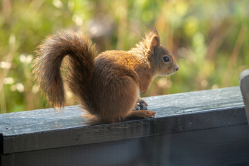 Red Squirrel on a Wooden Bench in a Garden