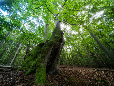 S&uuml;ntelbuchen im Rheingauer Geb&uuml;ck mit dichtem gr&uuml;nen Laub