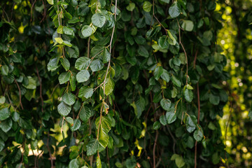 Green beech tree branches with hanging leaves, fresh spring and summer foliage, natural lush greenery close-up