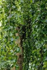 Green beech tree branches with hanging leaves, fresh spring and summer foliage, natural lush greenery close-up