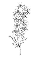 black and white flowers