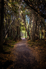Tranquil forest path surrounded by tall trees in autumn light creates a serene atmosphere for walking