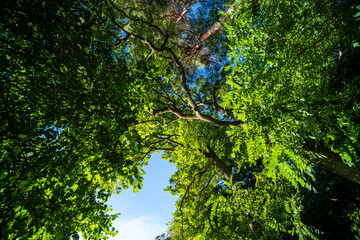 Herbstliche Nebelstimmung im Pfälzerwald entlang der Südlichen Weinstraße