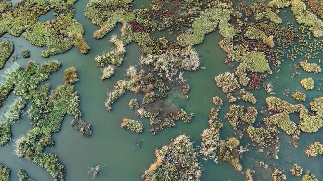 A mesmerizing top down drone video of a wetland showing a rich tapestry of colorful aquatic plants and algae creating a beautiful and intricate abstract natural pattern
