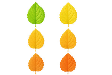 Fototapeta premium Six colorful autumn leaves changing color on transparent background