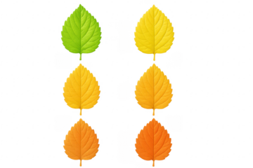 Six colorful autumn leaves changing color on transparent background