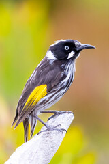 New Holland Honeyeater standing on branch