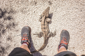 Lizard crosses gravel path beside person wearing hiking shoes in sunlight at nature reserve