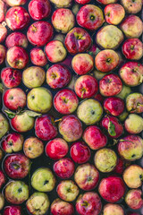 Freshly harvested apples floating in water at an orchard during mid-autumn season