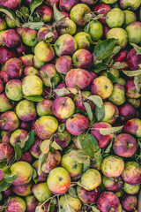 Freshly harvested apples in a vibrant display at a local orchard during autumn season