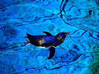 Penguin swimming underwater in a vivid blue pool, streamlined marine bird gliding, wildlife action background for banner