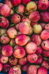 Freshly harvested apples in a vibrant display at a local farm during autumn season