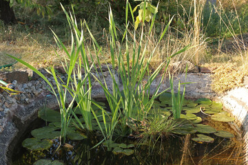 A small pond in the garden is overgrown with water lilies, reeds and other aquatic plants.