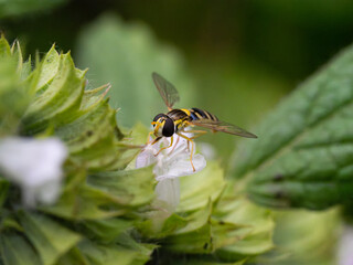 Hover fly (Sphaerophoria sp., Austria)