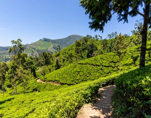 Obraz premium Lush Tea Plantation Pathway with Scenic Mountain View