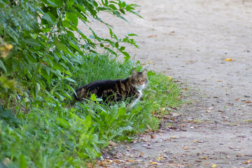 Tabby Cat Hiding in Green Grass by a Path