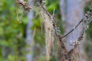 Spanish Moss Hanging from Tree Branch in Forest