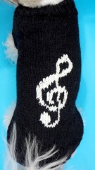 On a blue background sits a dog of the breed shih tzu dressed in a knitted black sweater with a white pattern of a treble clef. Top view. Handmade
