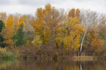 Autumn island with pine and deciduous trees on picturesque river. Views of landscape with gloomy sky in late autumn. Beautiful nature mix of colors of evergreen plants and yellow leaves and blue water