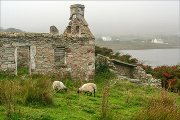 Mayo Blackfaced Mountain Sheep,  and Ruins on Atlantic Drive, Achill Island, County Mayo, Ireland.