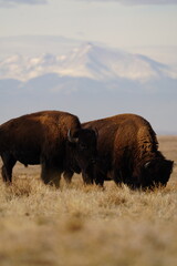 Bison