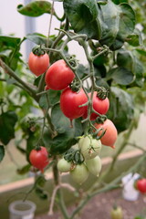 Cherry tomatoes hanging on the branch in the garden. Red and green cherry tomatoes on the vine.