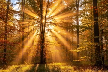 Let There Be Light An Autumn Dawn