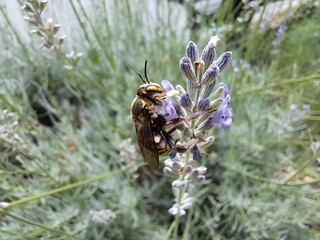 Close-up of a Leafcutter Bee pollinating Flowers in the Botanical Garden Jevremovac in Belgrade, Serbia