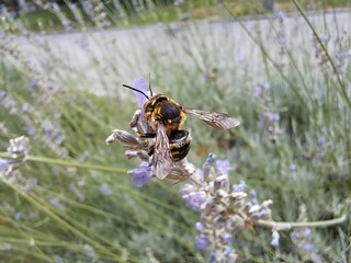Leafcutter Bee on Flowers in the Botanical Garden Jevremovac in Belgrade, Serbia