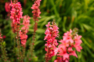 A vibrant field filled with tall pink wildflowers in full bloom, creating a dense and colorful...