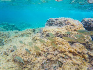 This vibrant underwater photograph captures a school of fish as they gracefully swim past a sunlit, rocky reef in clear, turquoise ocean water.