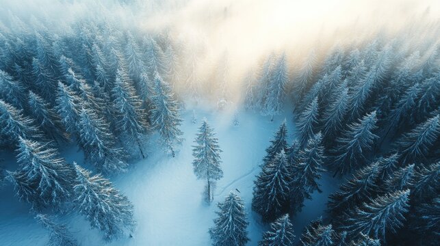 Aerial view of winter forest with snow and fog - Powered by Adobe