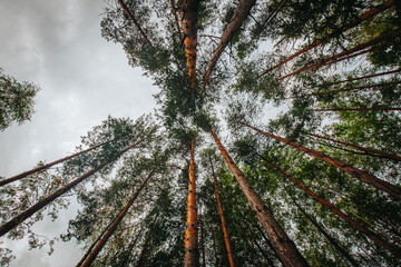A dramatic upward perspective of tall pine trees reaching toward the sky, with sunlight filtering through the dense green canopy in a peaceful forest setting.