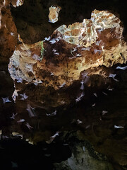 Bat colony in marine fossil cave, Kenya's Indian ocean coast